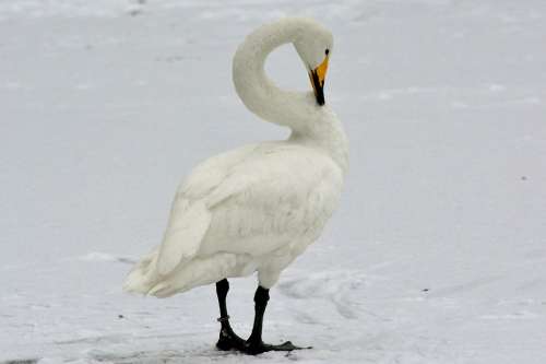 Animal World Whooper Swan Water Bird Graceful Snow