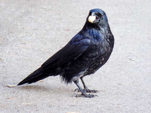 Animal World Bird Raven Hunger Nut Peanut Wise