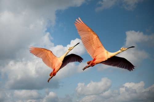 Animals Flamingos Birds Couple Wings Flying Pink