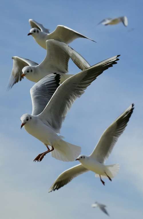 Animals Birds Flight Flying Gulls Seagulls Sky