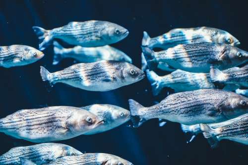 Animals Fish Swarm Underwater Close-Up Water