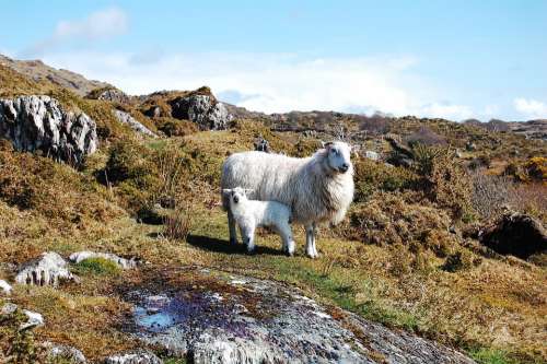 Animals Lamb Sheep Rural Nature Livestock