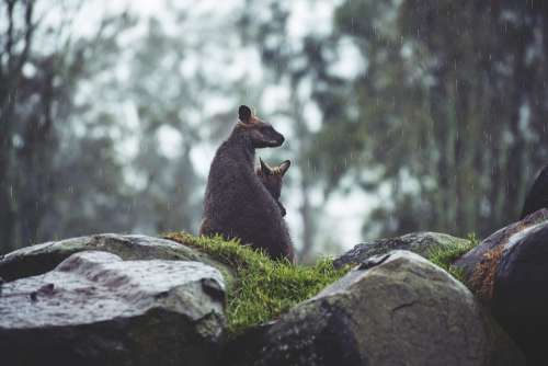 Animals Kangaroos Australia Nature Outdoors Rain
