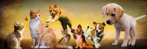 Animals Dogs Cat Play Young Animals Puppy Jump