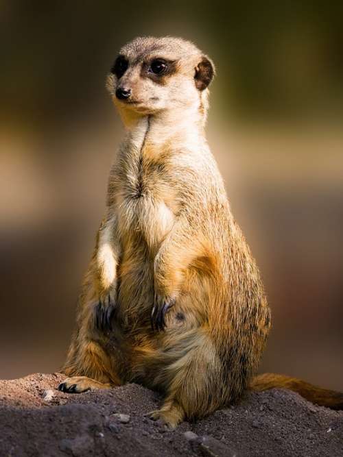 Animals Meerkat Mammal Fur Sweet Charming Small