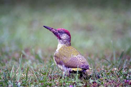 Animals Bird Green Woodpecker Pivert Nature Pen