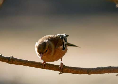 Animals Bird Fink Chaffinch Feather Wing Flying