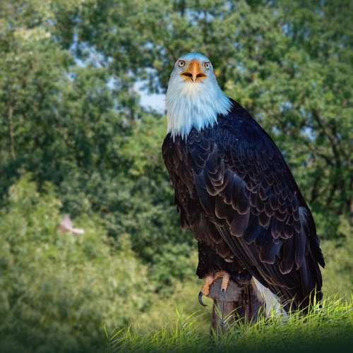 Animals Birds Adler Nature Animal World Feather