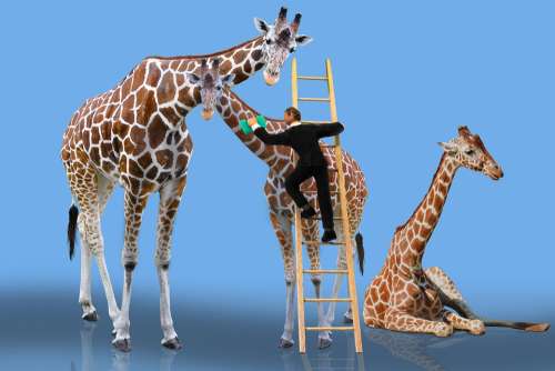 Animals Giraffe Care Cleaning Head Male Nurse