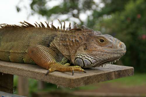 Animals Lizard Iguana Bali Reptile Head Tropical