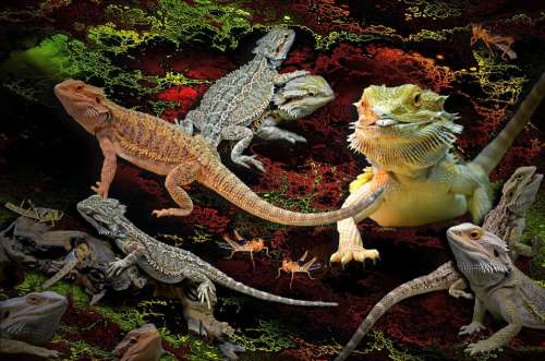 Animals Lizards Agamas Pogona Bearded Dragons