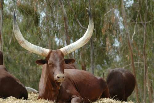 Animals Buffalo Buffalo Batusi Toro Horns