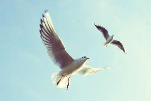 Animals Birds Gulls Flying Wings Motion Nature