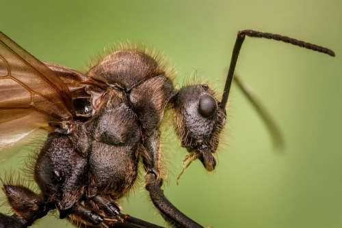 Ant Insects Macro Animal Small Close Up Creepy