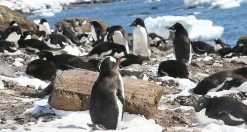 Antarctica Penguins Penguin Animal World Polar Ice
