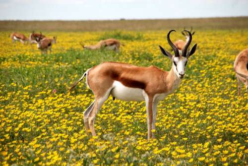 Antelope Nature Flowers Meadow Africa Horns