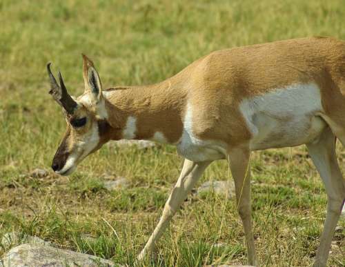 Antelope In South Dakota Antelope Pronghorn Custer