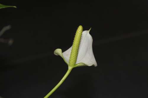 Anthurium Flower Arum Blossom Vegetable Flora