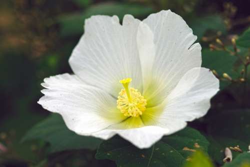 Aoi White Flowers One Flower Summer