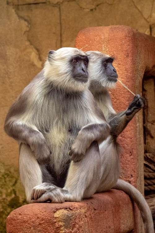 Ape Zoo Animal Animal World Monkey Cute Portrait