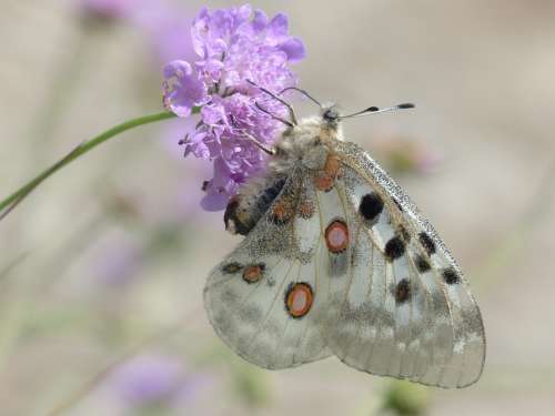 Apollo Butterfly Apollofalter Parnassius Apollo