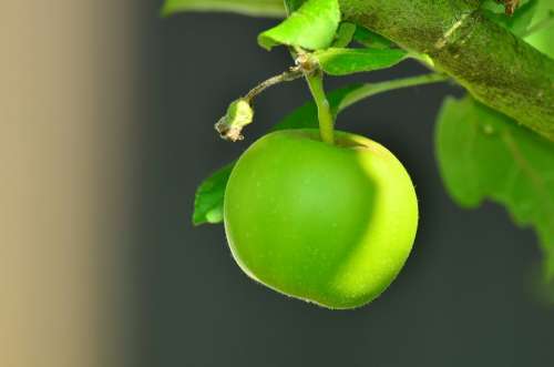 Apple Green Apple Tree Apple Tree Kernobstgewaechs