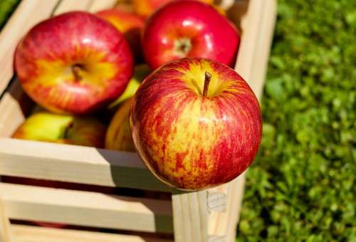 Apple Red Fruit Ripe Harvest Apple Crate