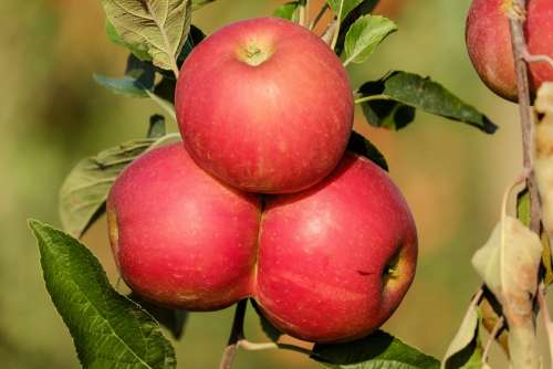 Apple Fruit Fruits Red Tree Autumn Vitamins