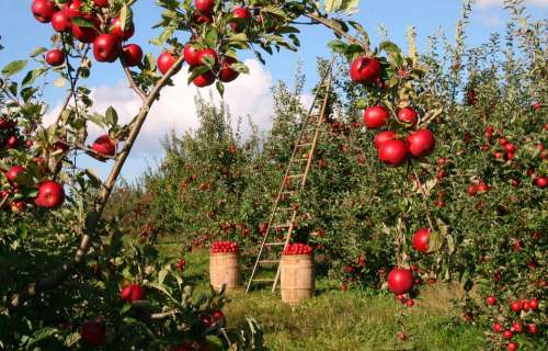 Apple Orchard Apple Trees Red Green Ladder