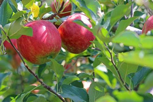 Apple Ripe Red Fruit Apple Tree