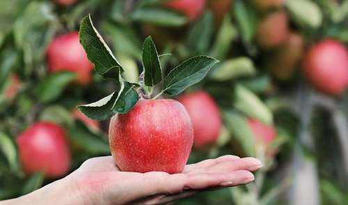 Apple Red Hand Apple Orchard Delicious Fruit