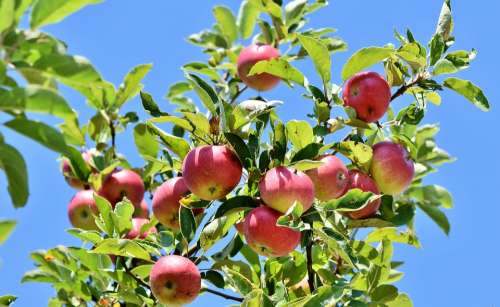 Apple Apple Tree Fruit Apple Orchard Branch