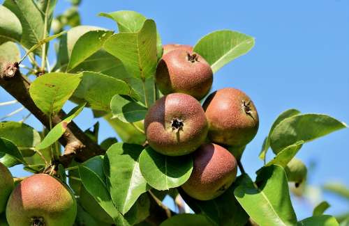 Apple Apple Tree Fruit Apple Orchard Branch