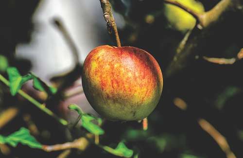 Apple Fruits Fruit Apple Tree Ripe Red Delicious