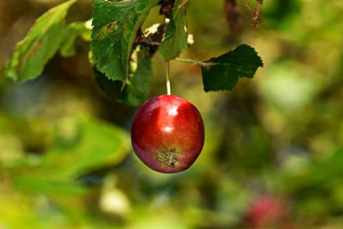 Apple Branch Apple Tree Fruit Food Nutrition Red