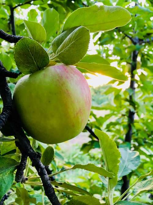 Apple Garden Fruit Food Fresh Green Nature