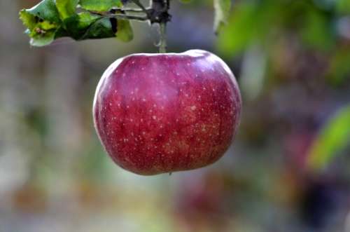 Apple Fruit Trees Garden Red Fruit Vitamins