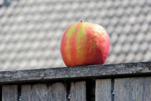 Apple Fruit Healthy Around Fence Are Color Red