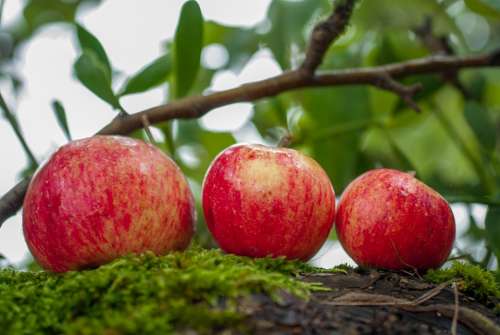 Apple Fruit Orchard Harvest Nature Health