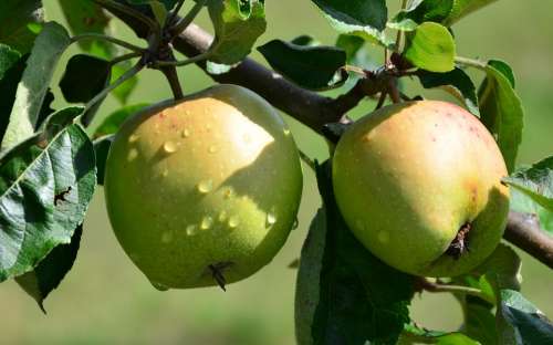 Apple Drip Nature Fruit