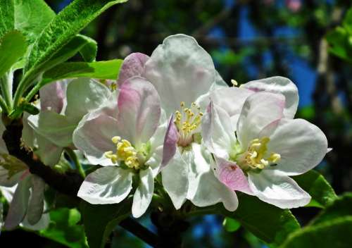 Apple Flowers Spring Rozkwitnięte Nature Tree