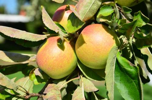Apple Tree Fruit Ripe Vitamins