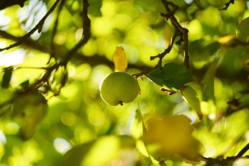 Apple Green Apples Summer Orchard Nature Tree