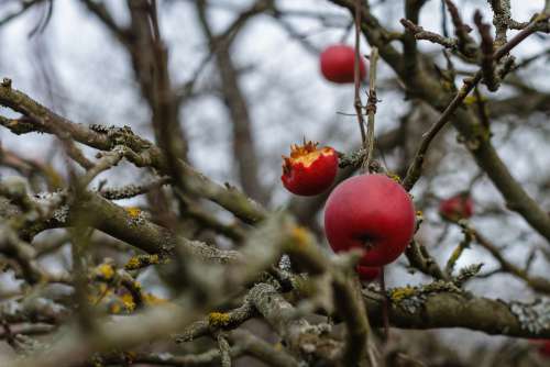 Apple Red Aesthetic Weave Food Nature Fruits