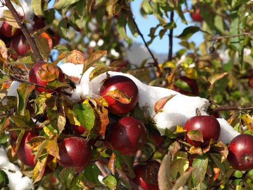 Apple Snow Autumn Winter Fruit Frozen Season