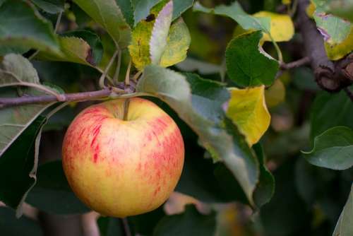 Apple Farm Pick Fruit Food Plant Red Health
