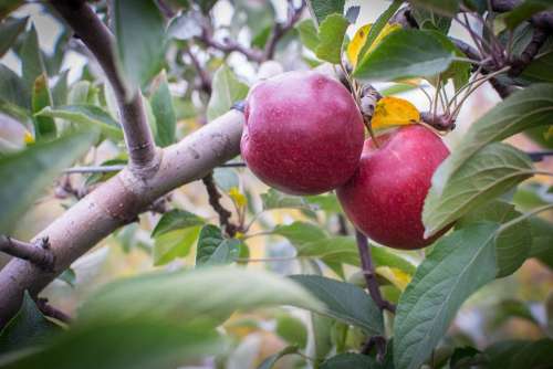 Apple Farm Pick Fruit Food Plant Red Health