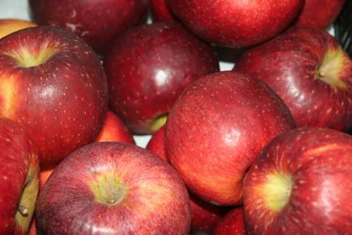 Apple Fruit Fruit Season Red