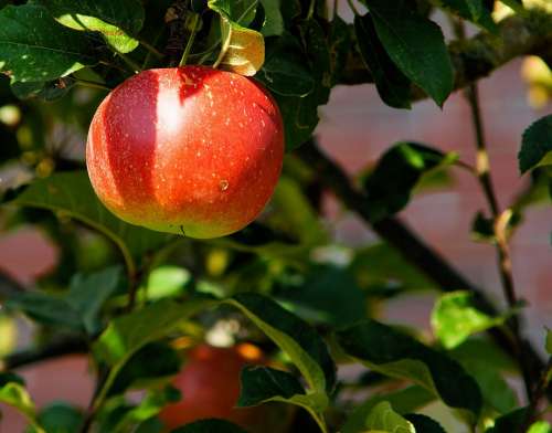 Apple Tree Branch Apple Fruit Sweet Red Herrlich