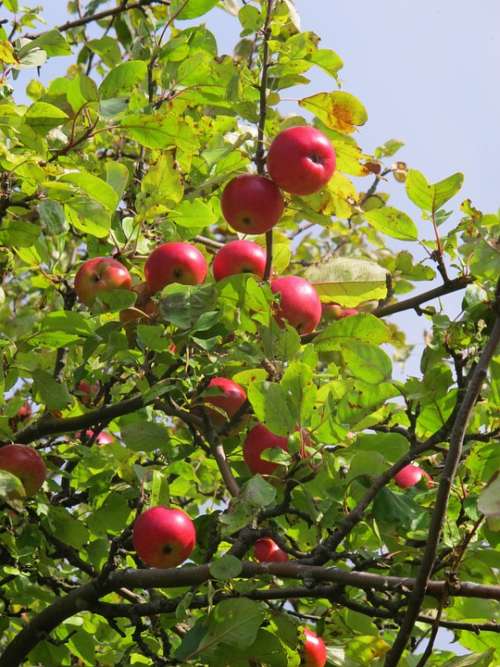 Apple Tree Apple Tree Autumn